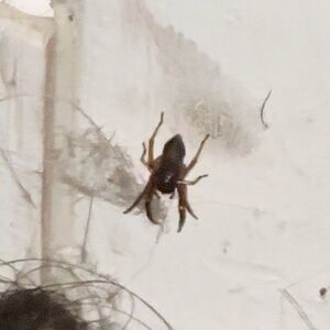 Meet your Posher, Pebble